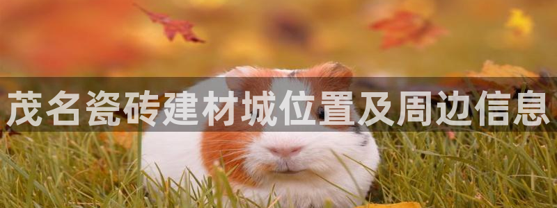 杏鑫手机客户端